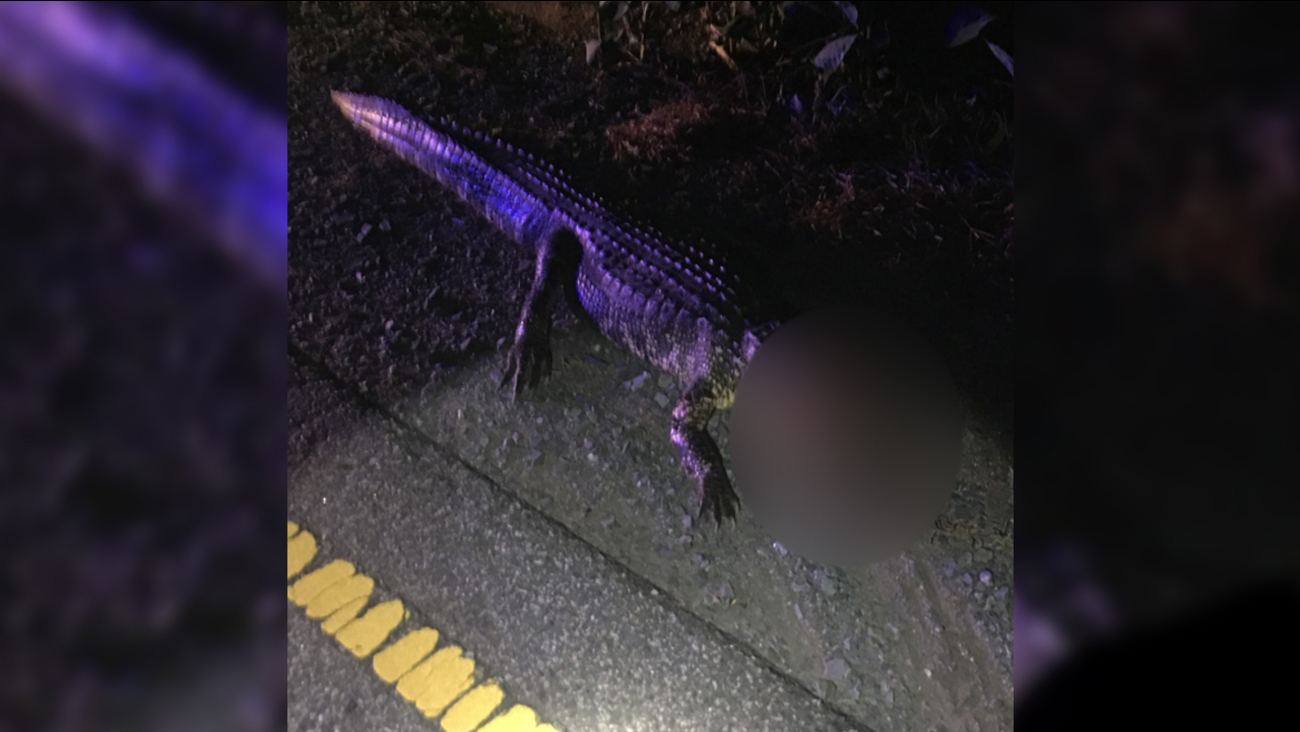 'Now that is a big one' 6foot alligator hit by car in Union County