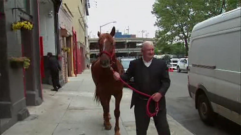 Horse goes for wild ride in Manhattan