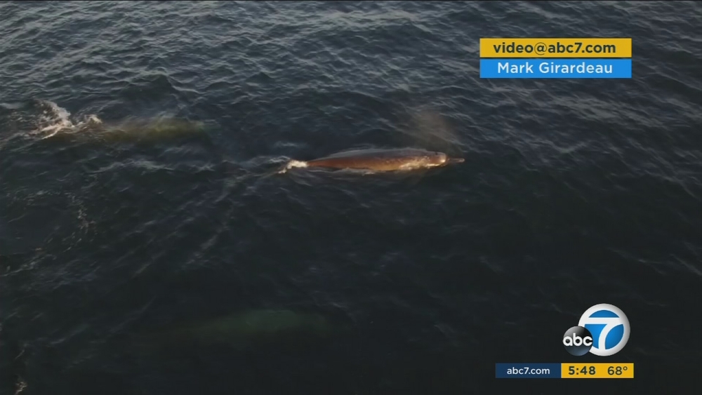 VIDEO: Extremely rare whales filmed off CA coast