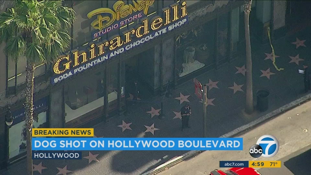 Pit bull shot by off-duty officers at Ghirardelli shop in Hollywood