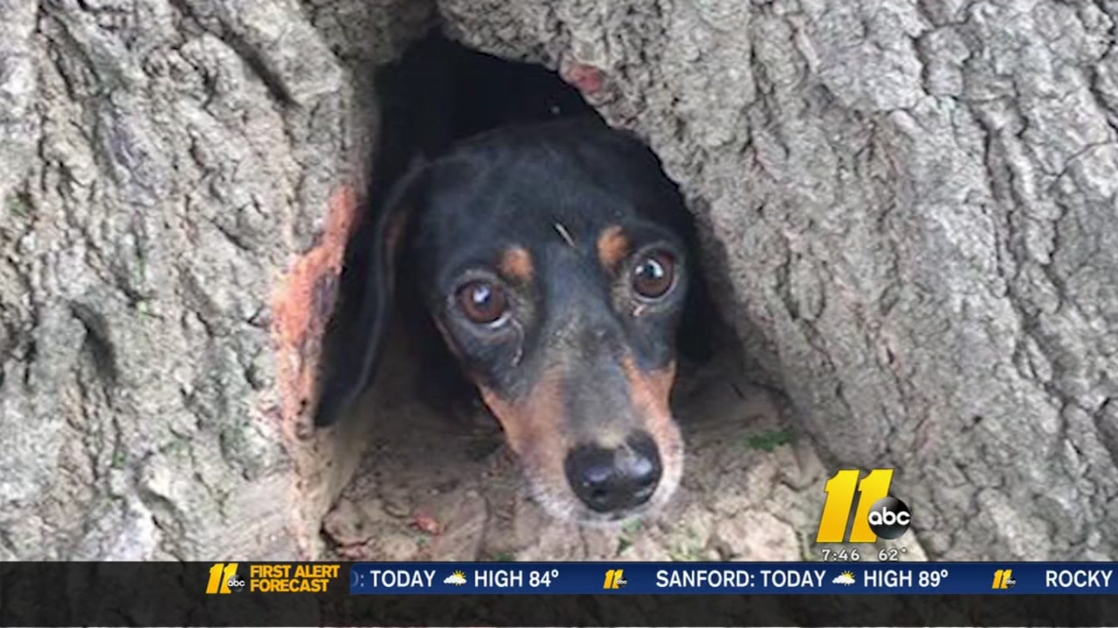 Cat in a tree? No, it's a dog who had to be rescued ABC11 RaleighDurham