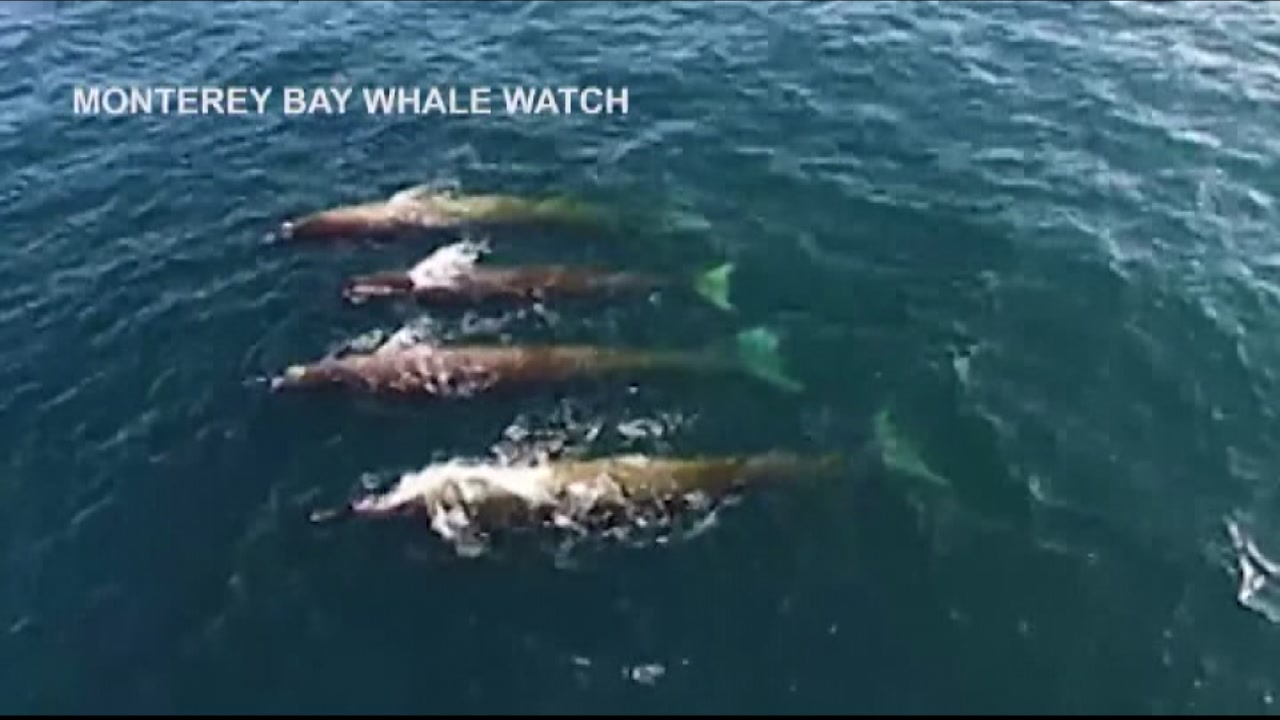 VIDEO:Drone captures rare sighting of Baird Beaked Whales near Carmel