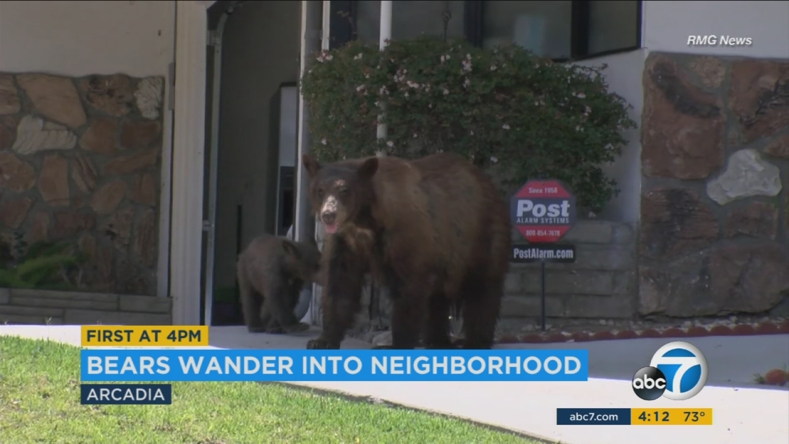 Mama bear, cub spotted wandering around Arcadia neighborhood ABC7 Los