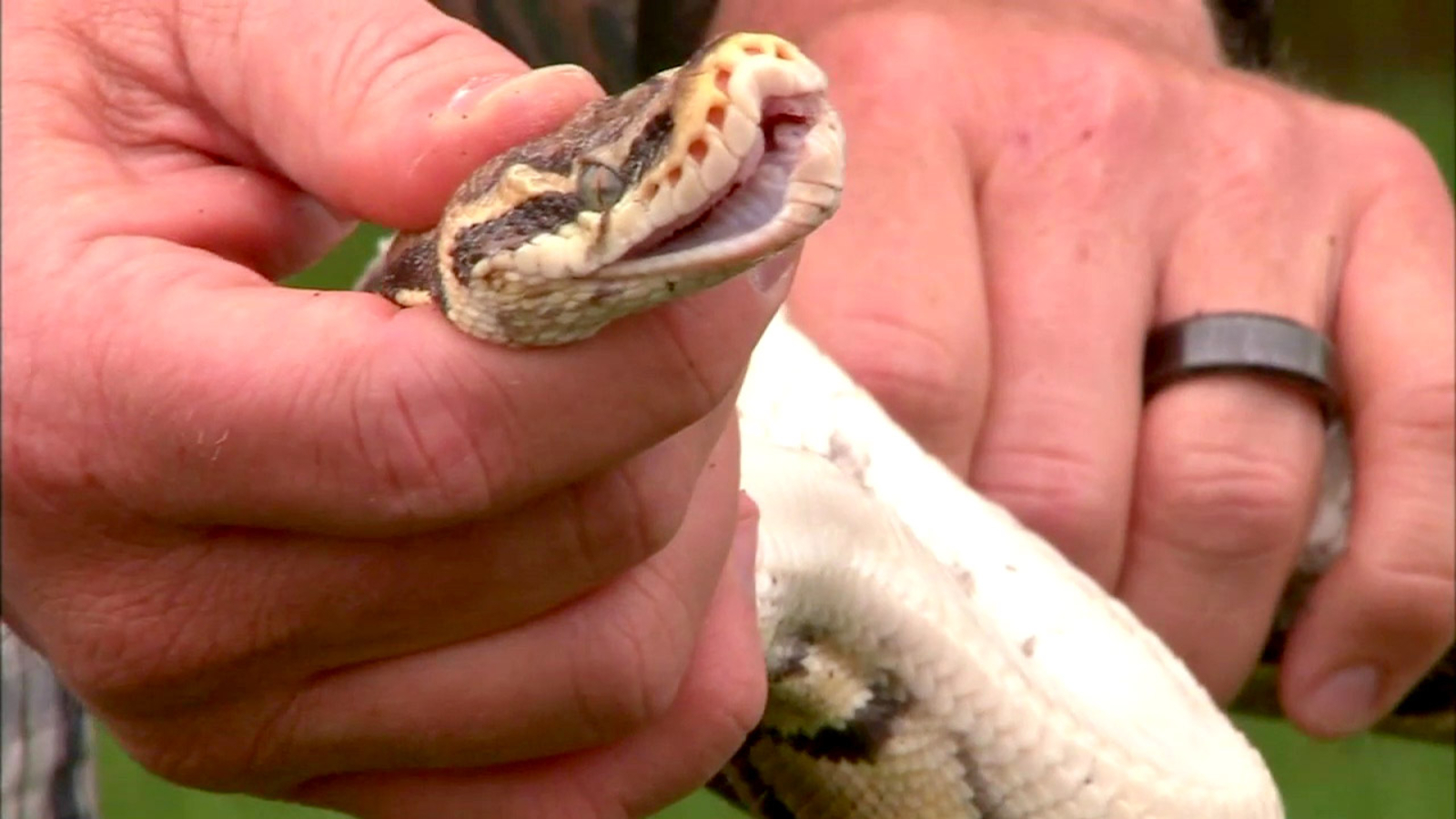 Tarantula, snakes among 100 exotic animals seized from home in Carle
