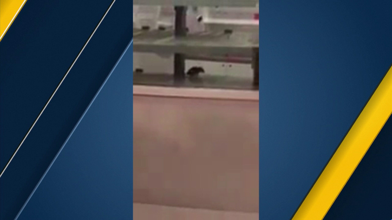 Rat spotted inside Sprinkles Cupcakes in Glendale