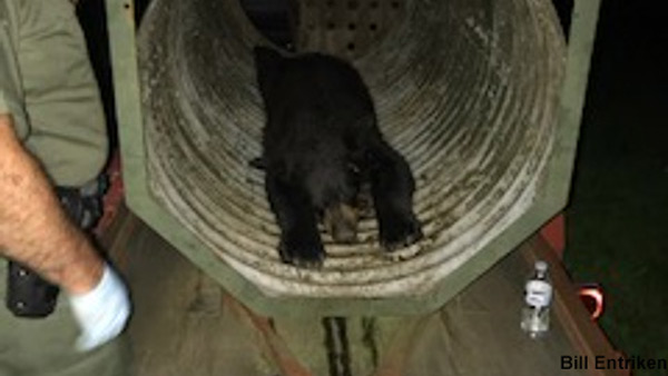 Bear captured in Bucks County