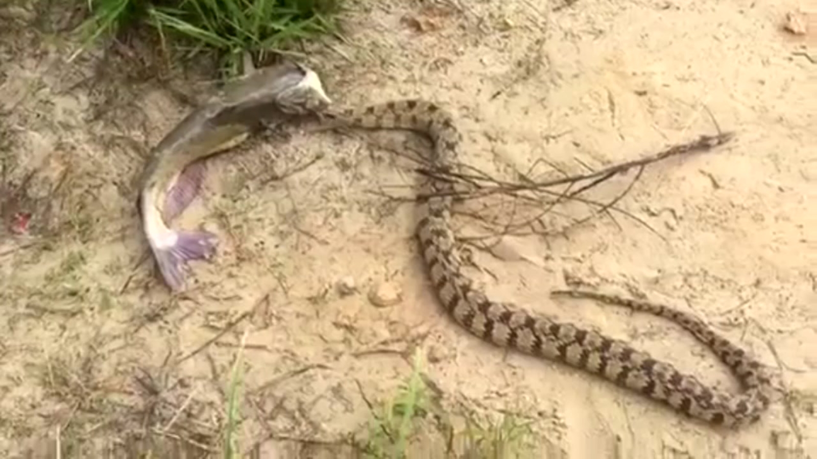Приспособление для поимки змей. Приснилось поймал змею. Приспособление для поимки змей. Приснилось поймал змею. Приснилось поймал змею.