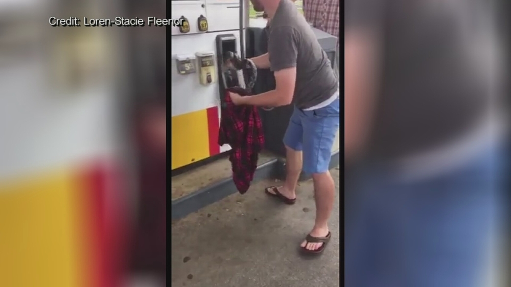 Snake hiding in gas pump