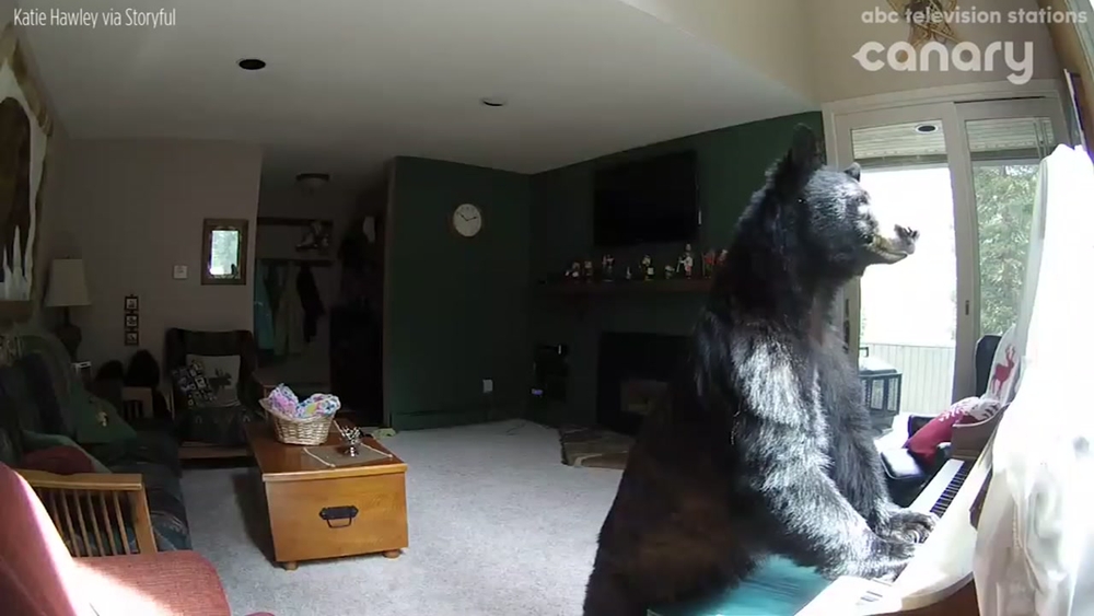 Bear breaks into home and 'plays' piano