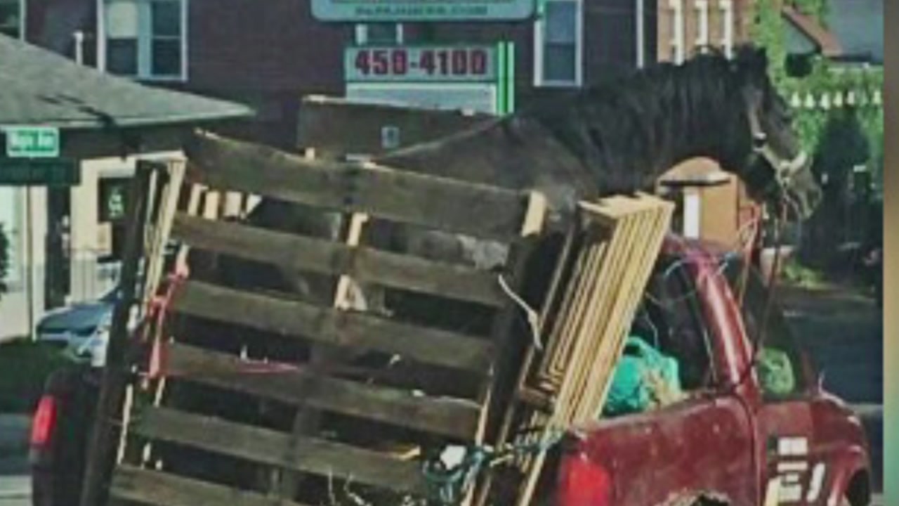 Man with horse in truck bed investigated by police