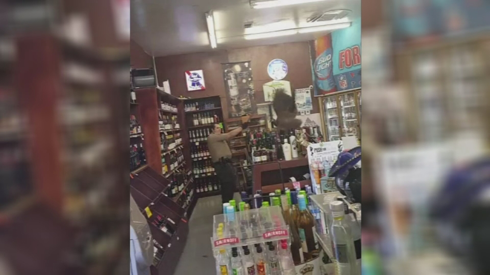 Peacock takes out $500 in wine after crashing liquor store