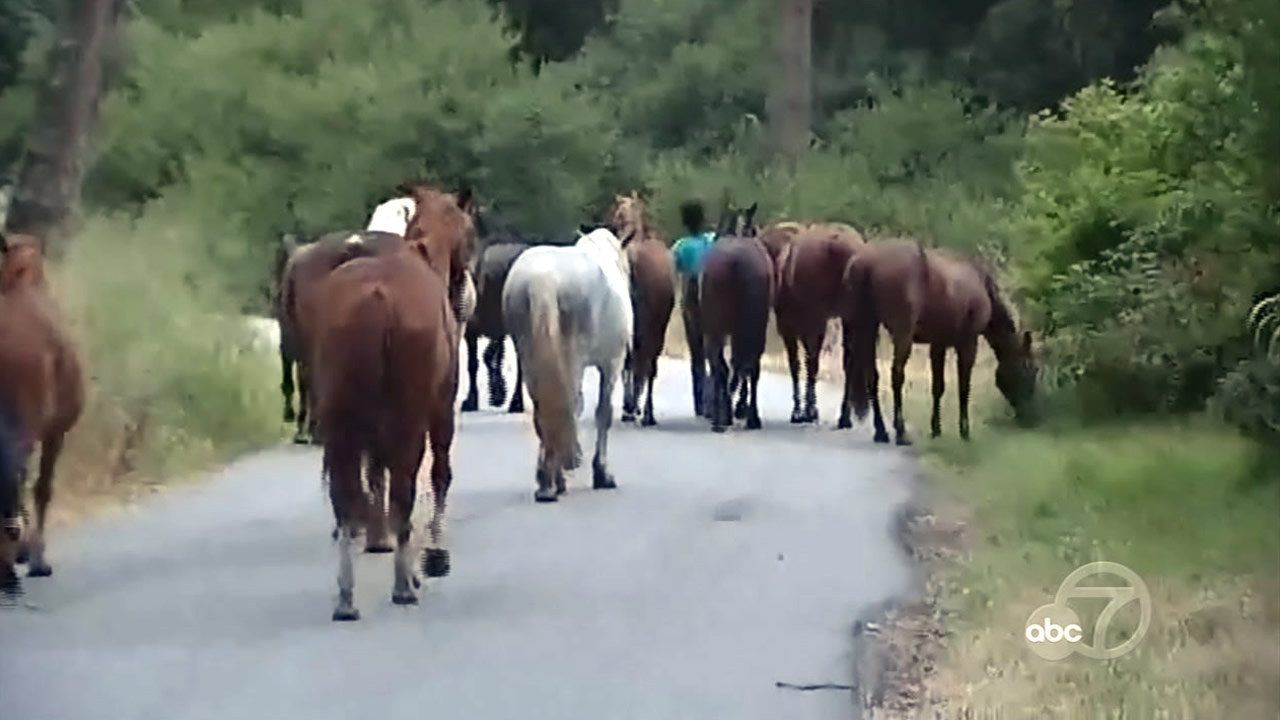Horses safe after escaping corral in San Francisco's Golden Gate Park