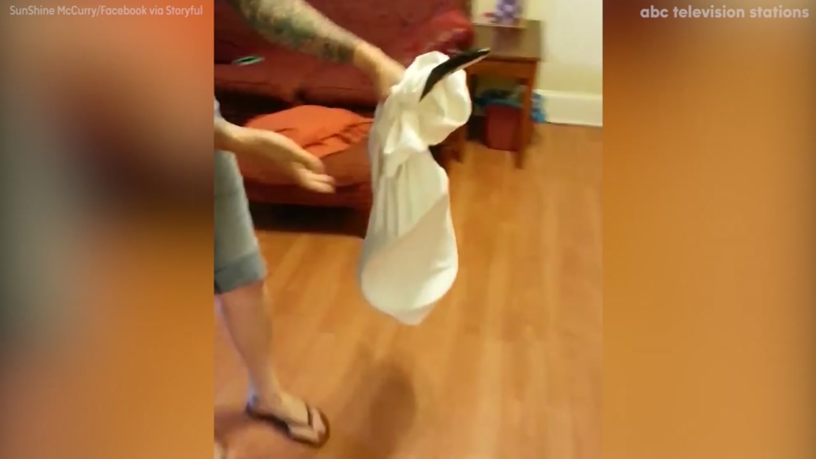 Woman captures snake with pillowcase ABC7 San Francisco