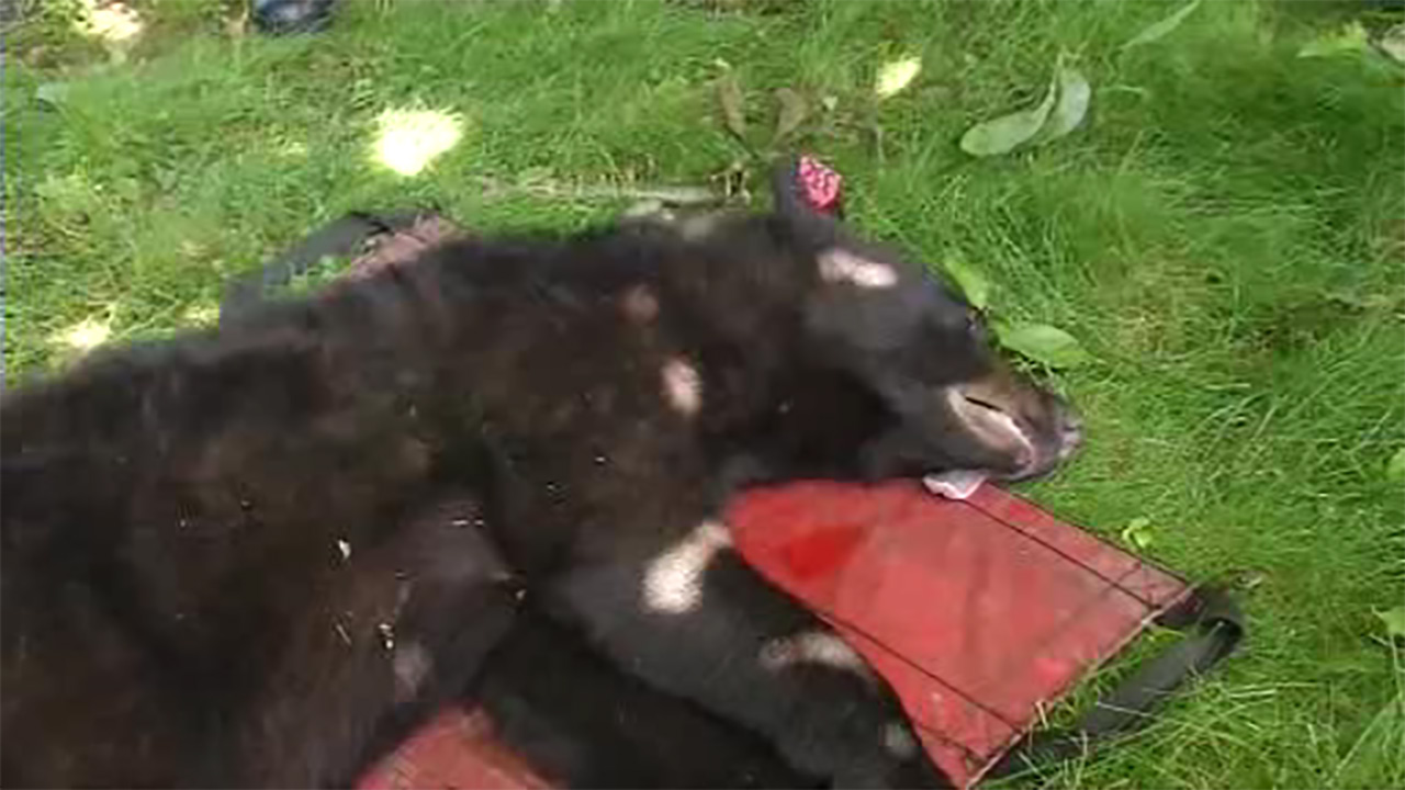 Bear tranquilized, released after being spotted in Fair Lawn tree