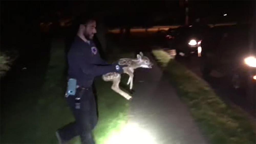 Ramapo police rescue newborn fawn trapped in storm drain
