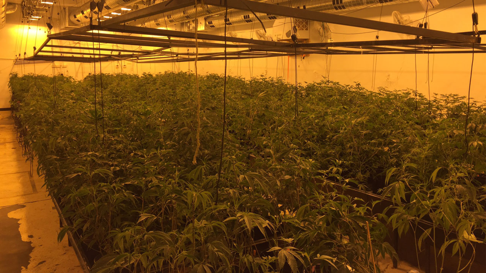 Thousands of marijuana plants seized in illegal grow at Upland
