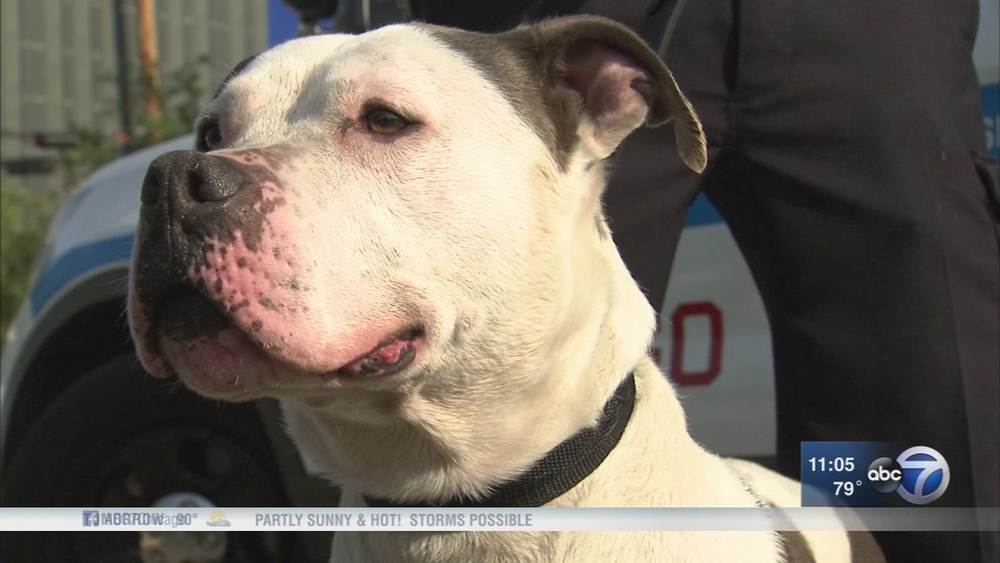 CPD officer rescues dog from lake