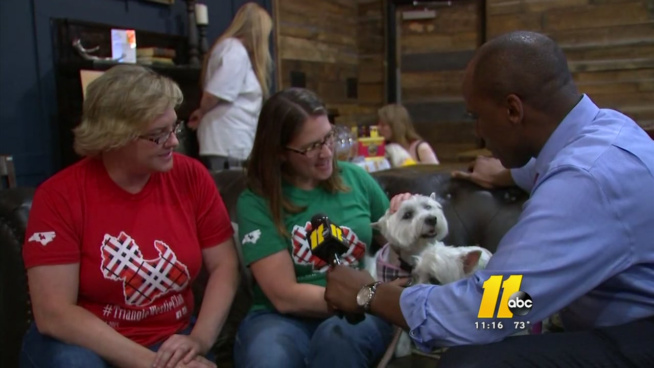 'Yappy Hour' aimed at stopping dog flu