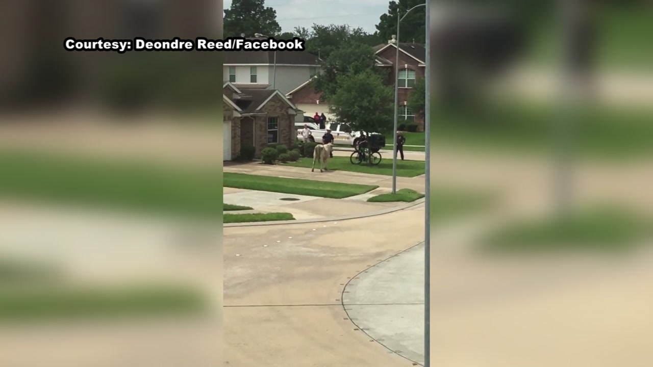 Steer escapes the slaughter