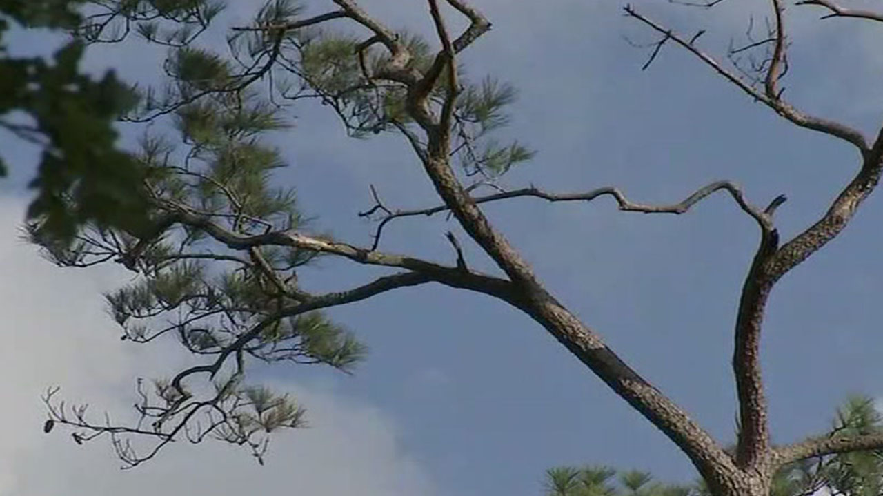 City of Houston cuts down trees not on city property