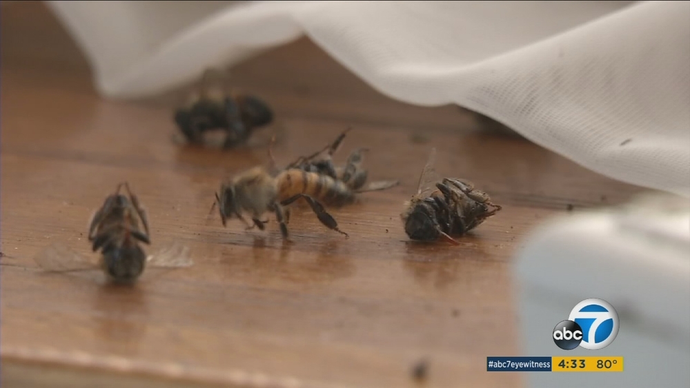 Bee swarm invades Huntington Beach home