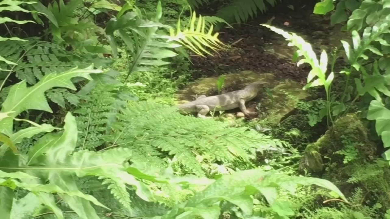 I-Team:  Unwanted Pets Dumped at Garfield Park Conservatory