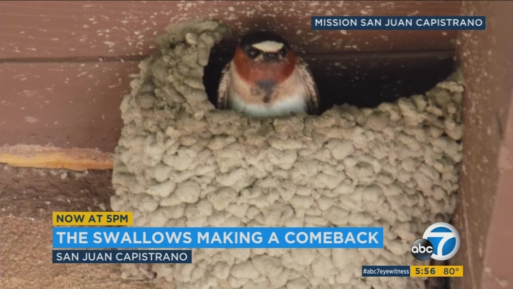 San Juan Capistrano swallows slowly coming back to town