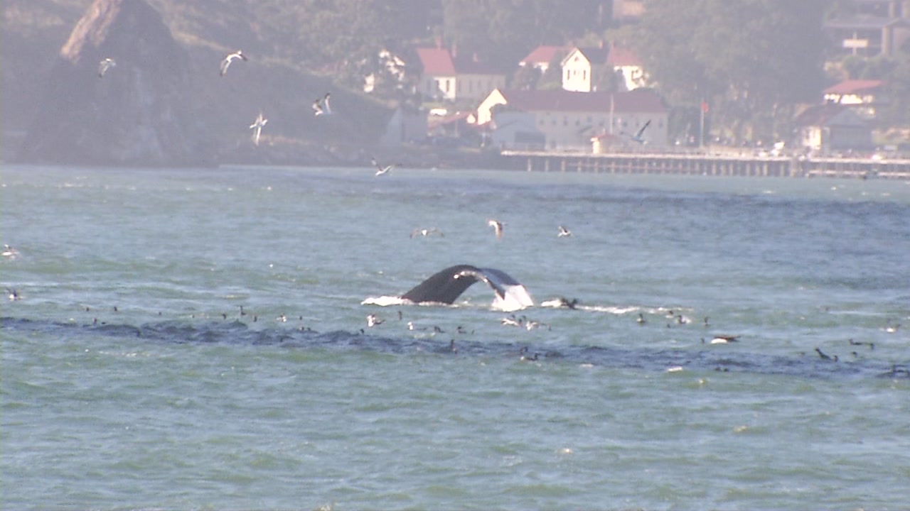 Whales spotted swimming under Golden Gate Bridge