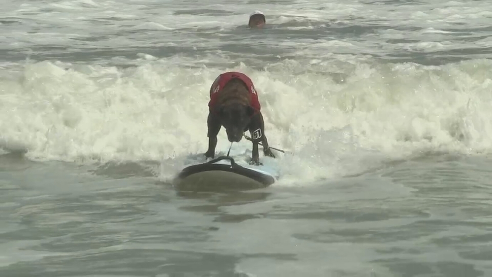 Dogs surfing to promote non-profit organization