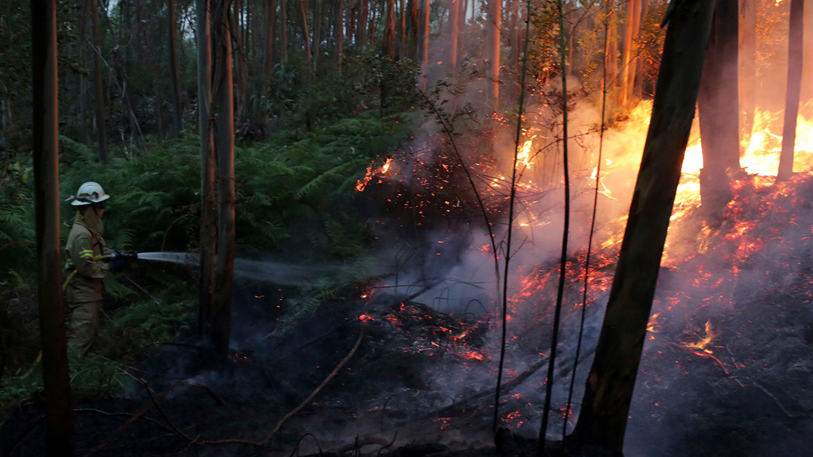 Portugal wildfires leave 62 dead; many killed in cars ABC7 New York