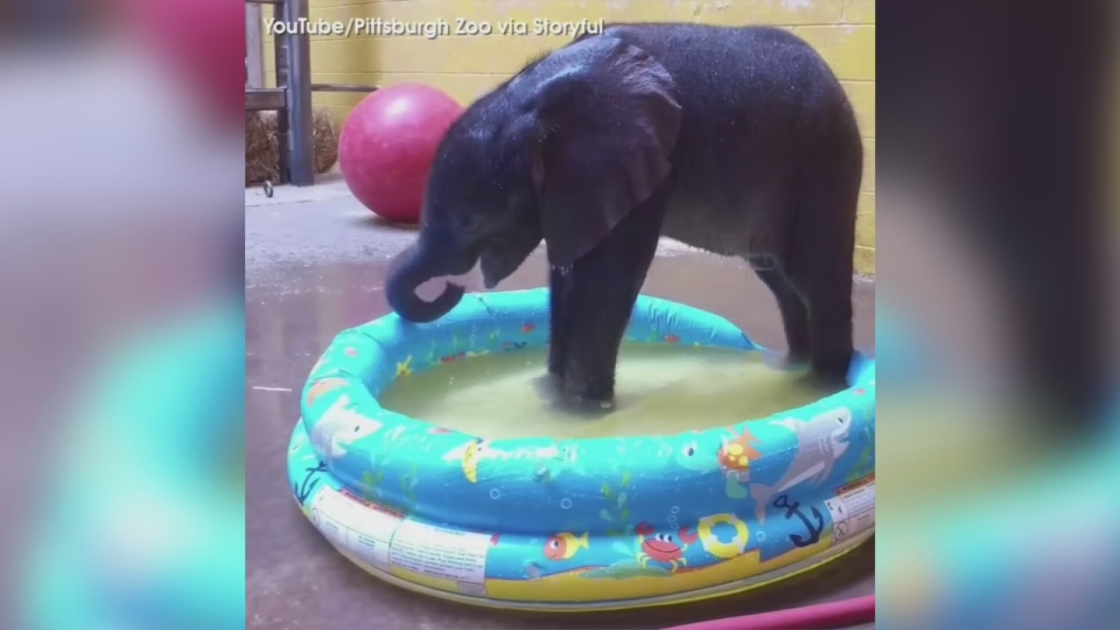 Pittsburgh Zoo S Elephant Calf Gets First Bath 6abc Philadelphia