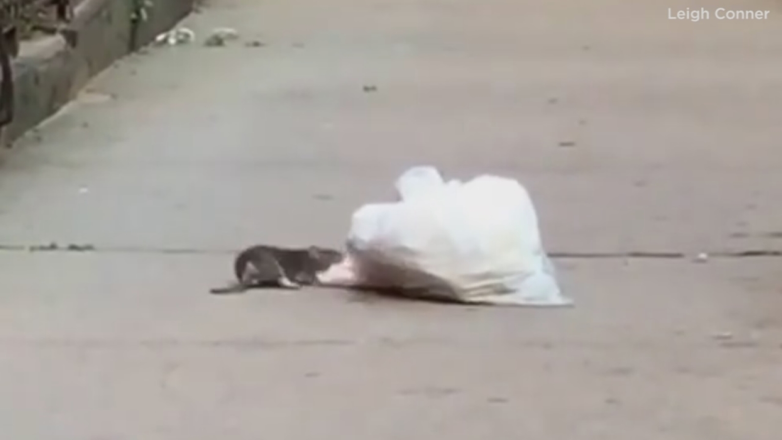 VIDEO Large rat drags bag of trash across sidewalk in Crown Heights