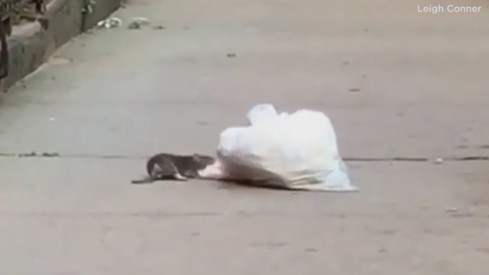 VIDEO: Large rat drags bag of trash across sidewalk in Brooklyn