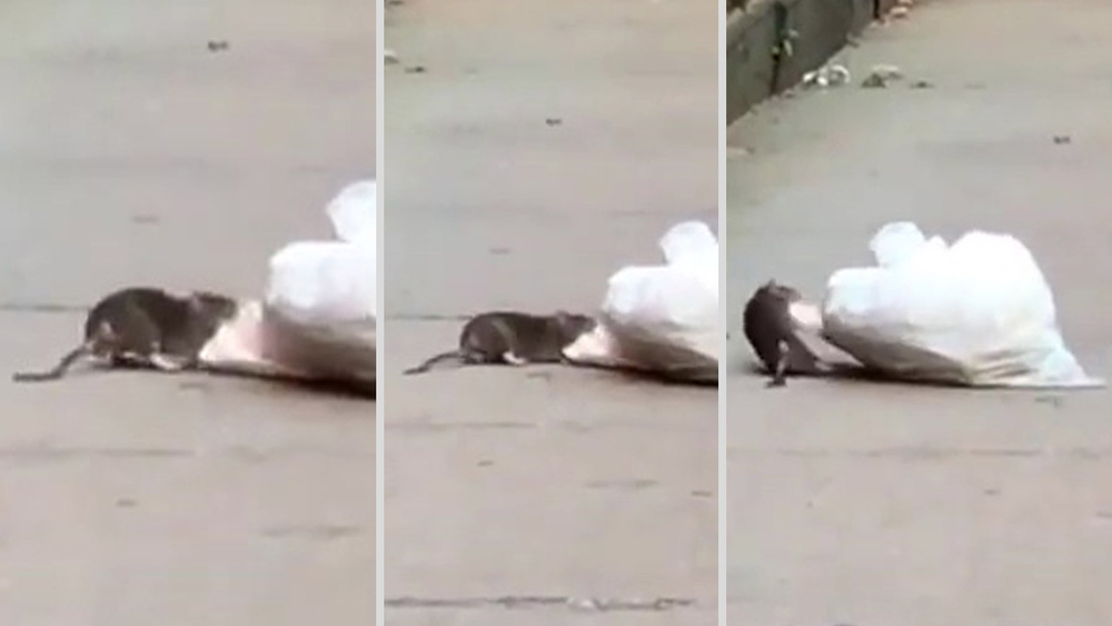 Verminated: Mayor pledges $32 million to reduce New York City rat population