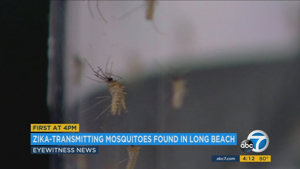 Zika-carrying mosquitoes found in Long Beach