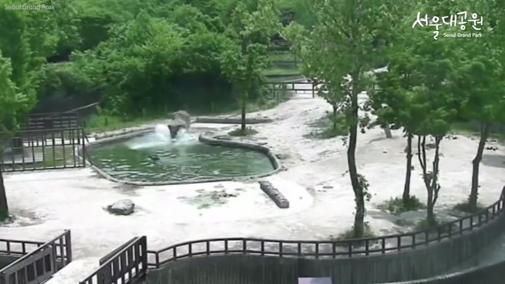 Elephants rescue calf after it falls in pool