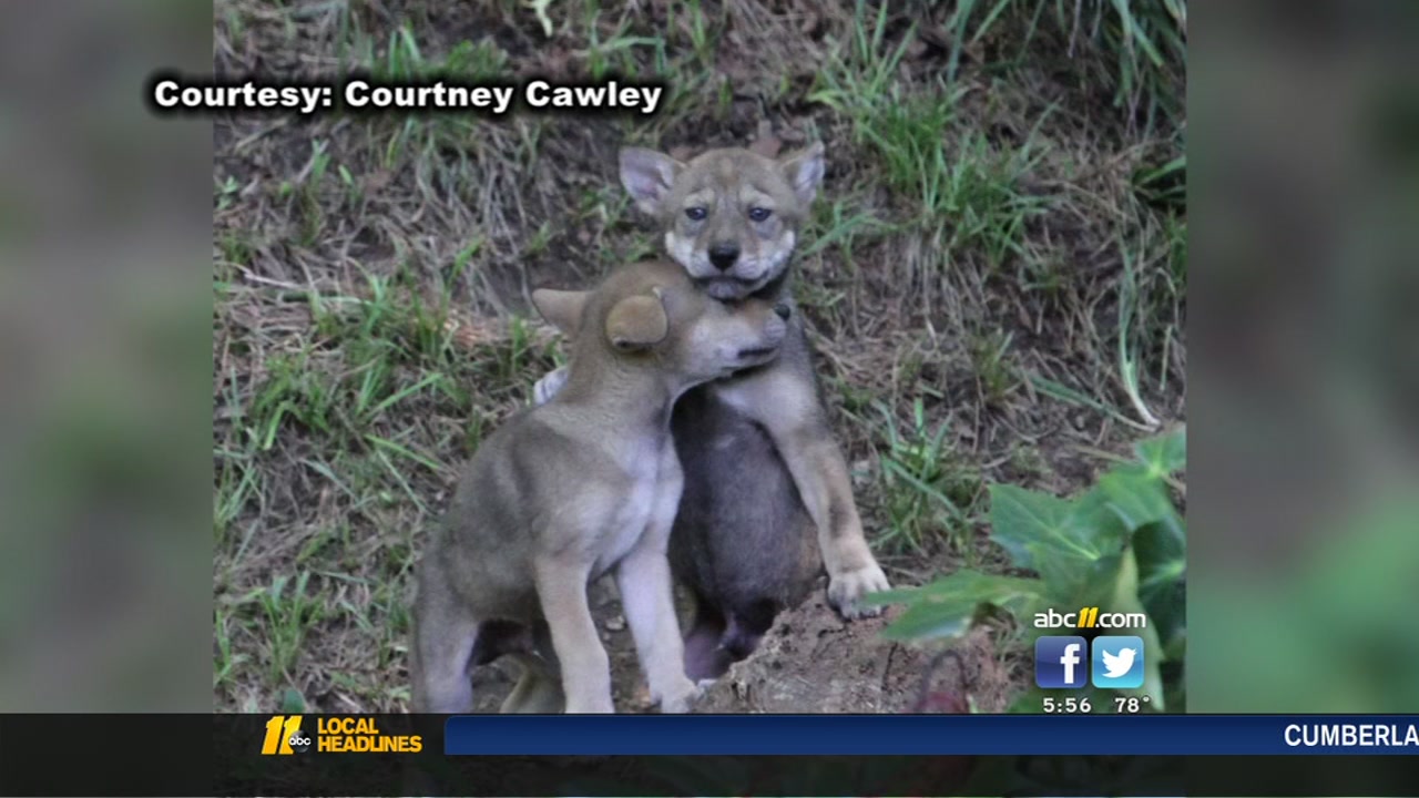 4 escaped wolf pups from Durham's Museum of Life and Science found