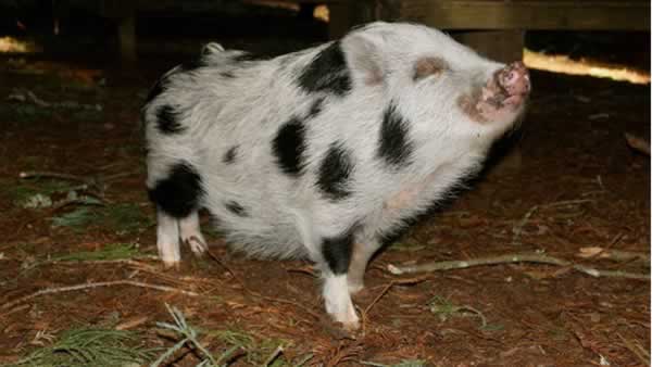 San Jose couple says someone stole their pet pig