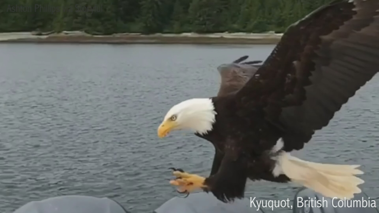 VIDEO: Eagle snatches fish off boat