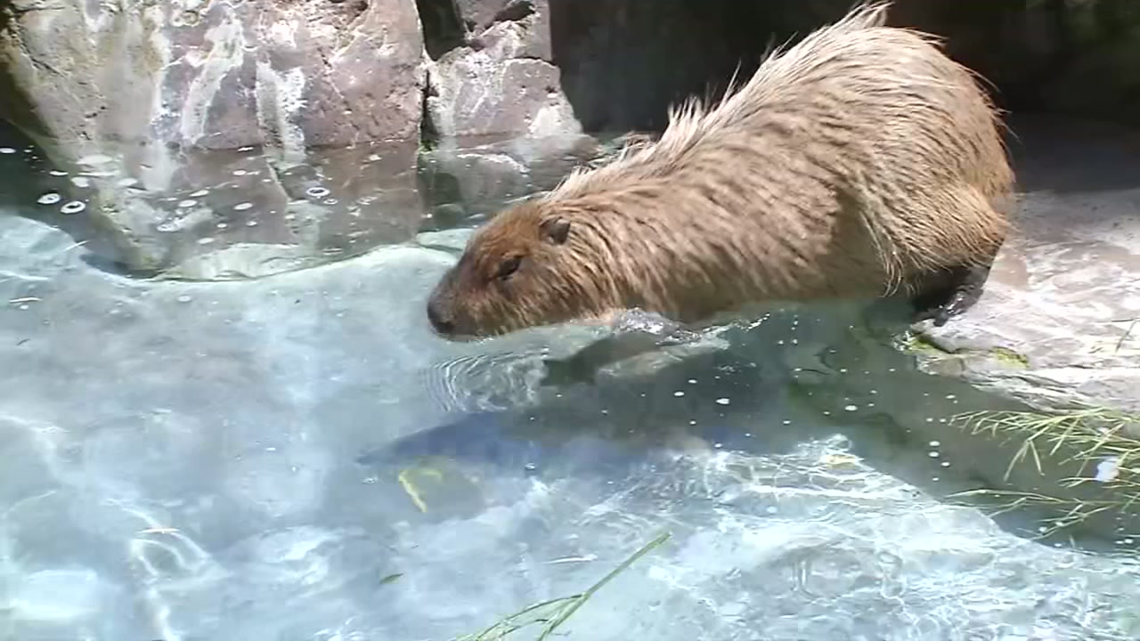 Zookeepers find ways to keep animals cool in San Jose