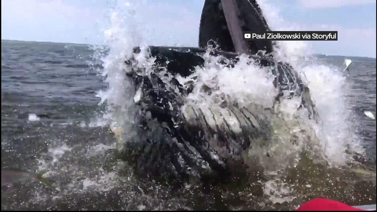 062317-kgo-humpback-bleeped-vid