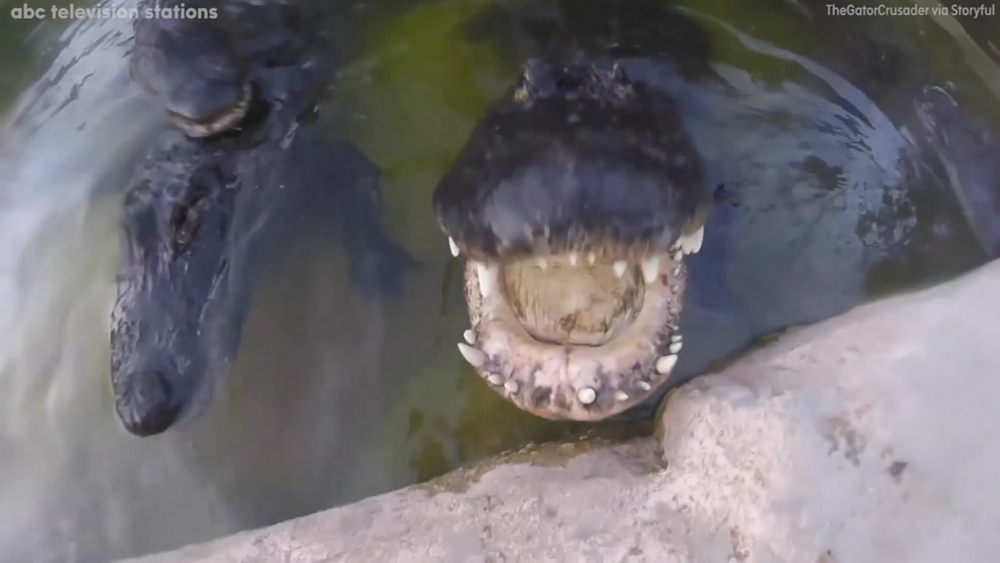 Man captures alligator bite with GoPro camera