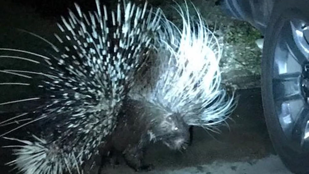 Dog injured by large porcupine in Sweeny