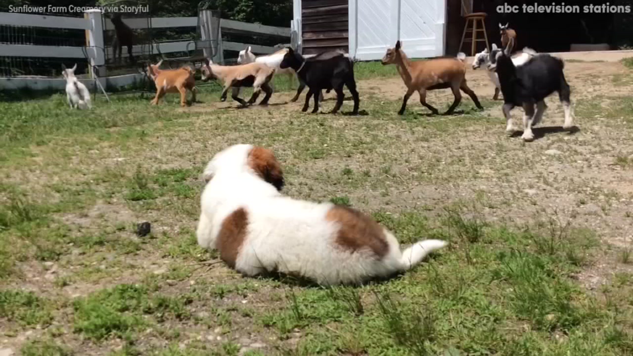 Saint Bernard puppy makes friends with cute goats