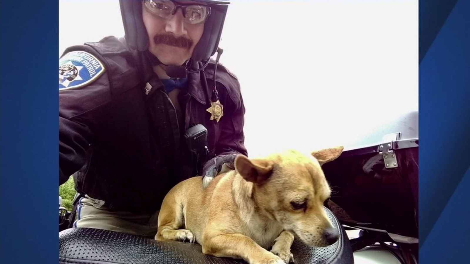 California Highway Patrol sergeant rescues dog from roadway in Vallejo