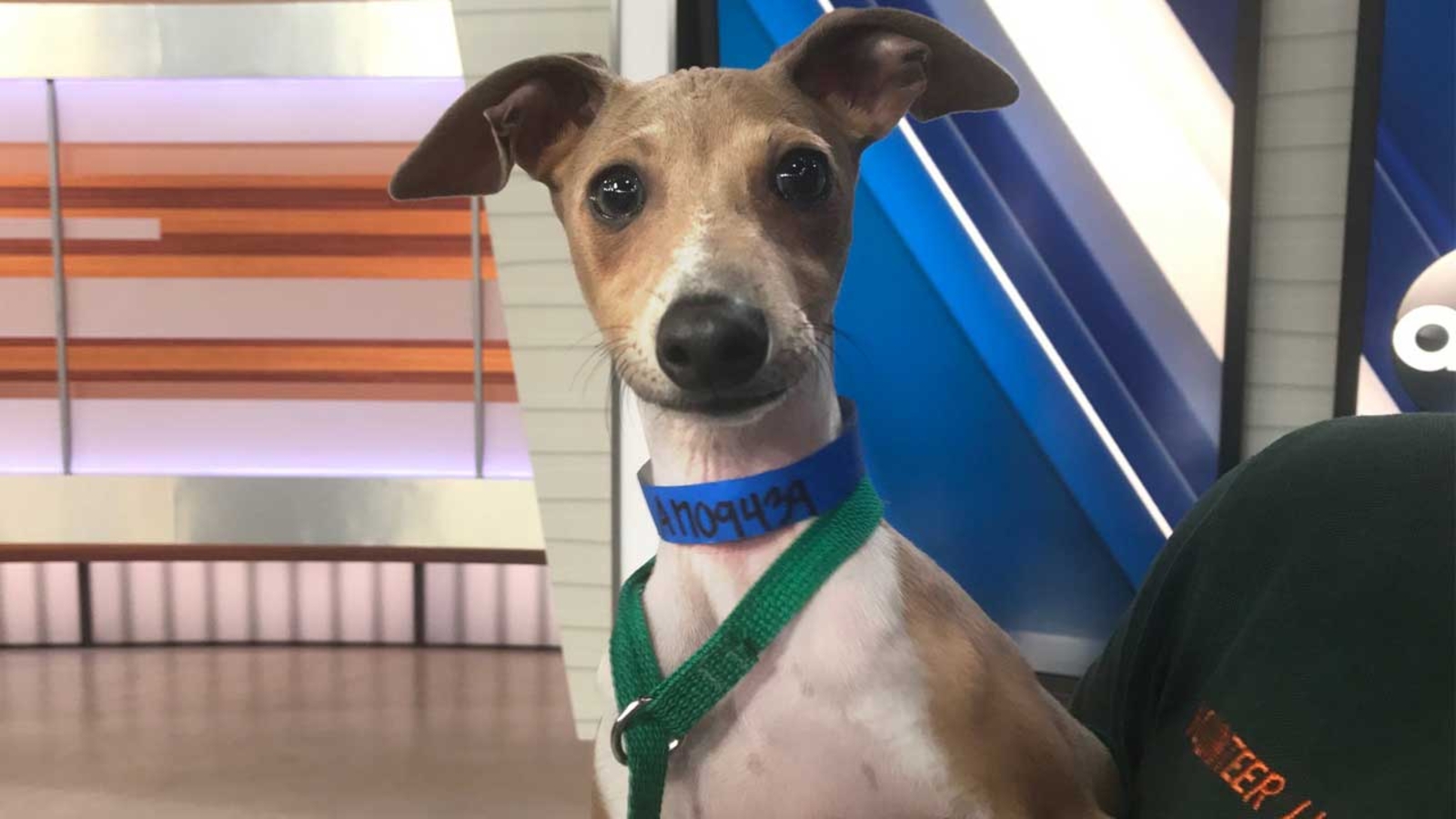 Pet of the Week Greyhound mix puppy named Vinny ABC7 Los Angeles