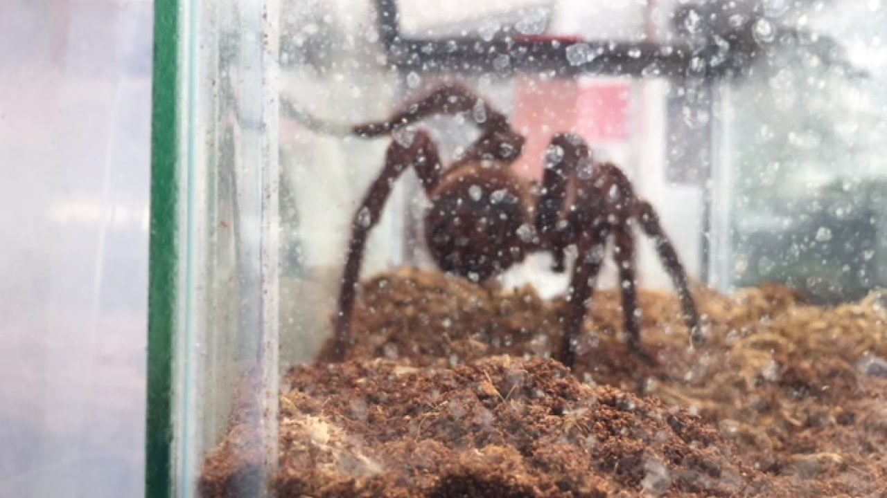 Boxes of tarantulas, scorpions abandoned by tenant