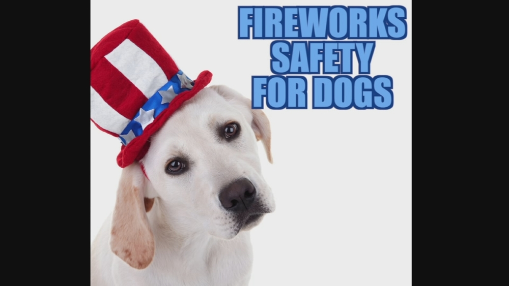 VIDEO: Fireworks safety for dogs