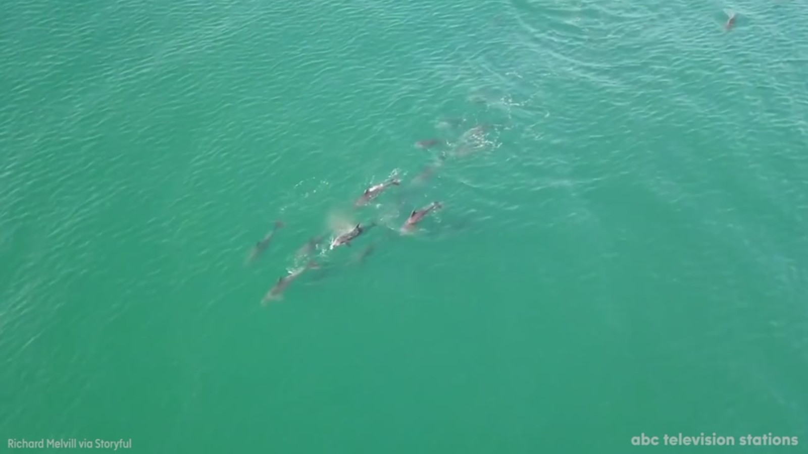 Dolphins spotted swimming near surfers ABC13 Houston