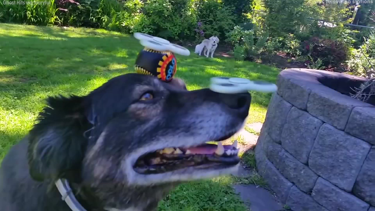 Watch as this dog balances two fidget spinners on his head